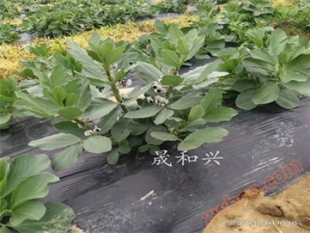 Anti grass film, stretch resistant plastic film