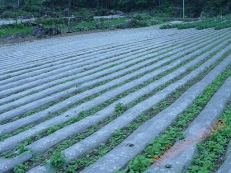 Nanning * * * Weeding film plastic agricultural weeding film wholesale